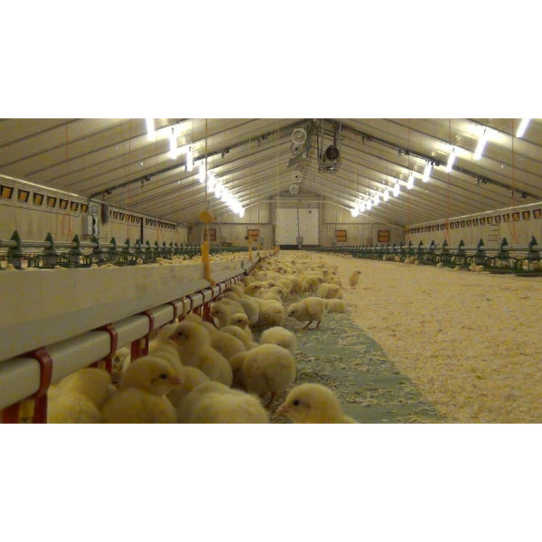 Kuikenpapier Horka 200 - 2 x rol 200 meter - 41g/m^2