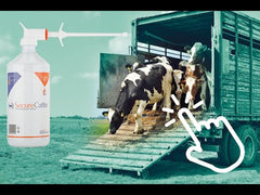 SecureCattle - stressverminderend feromoon - 1000 ml
